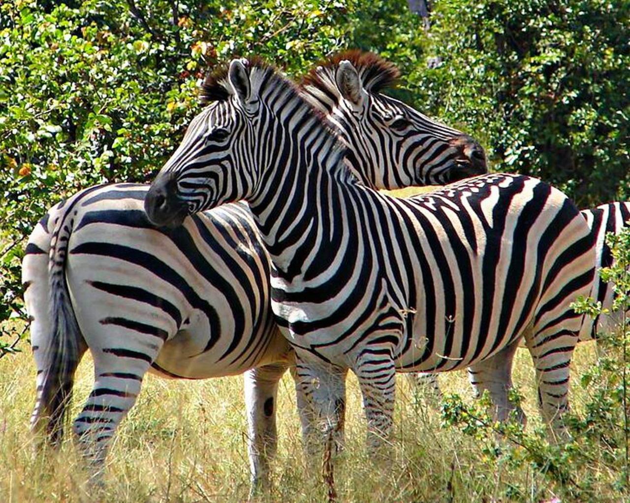 קסנה Kwalape Safari Lodge מראה חיצוני תמונה